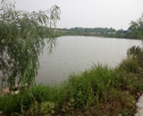 臨近端午，總經(jīng)理劉月琴組織人員農(nóng)莊采摘。