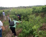 臨近端午，總經(jīng)理劉月琴組織人員農(nóng)莊采摘。